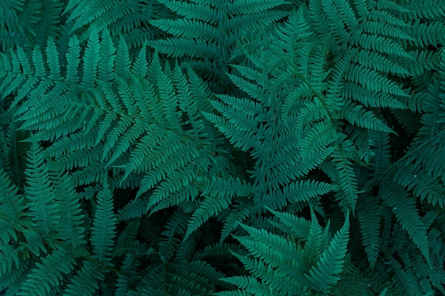Естественный фон, заполняющий зеленые листья папоротника, вид сверху, идея обоев