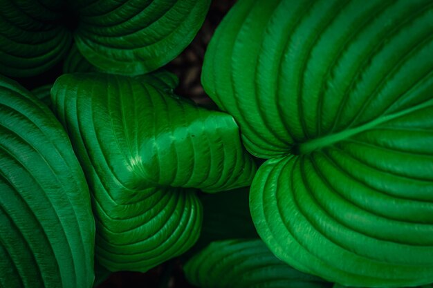 Natural background fresh green leaves top view