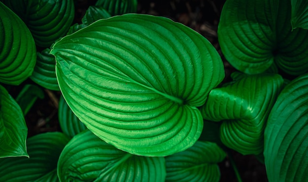 Natural background fresh green leaves top view