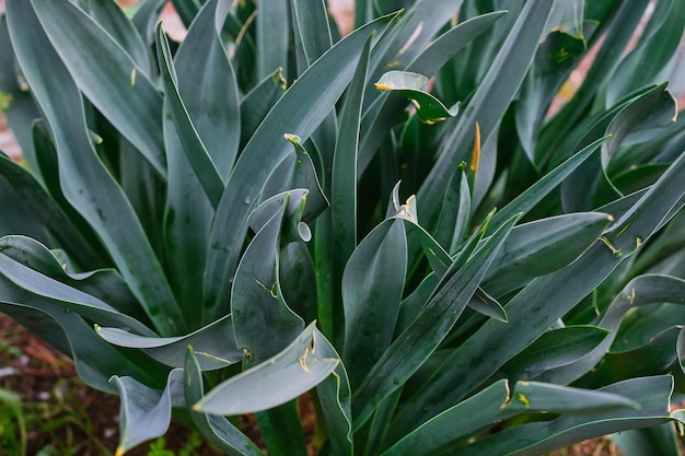 Natural background of hyacinth leaves in the mountains in spring selective focus idea for wallpaper