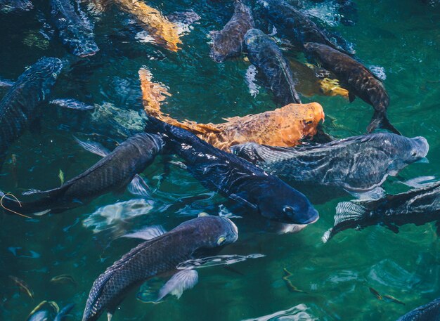 カラフルな魚と自然の背景湖