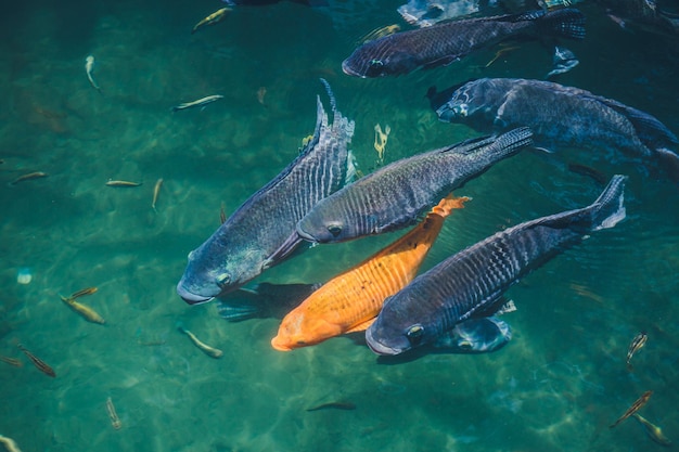 カラフルな魚と自然の背景湖