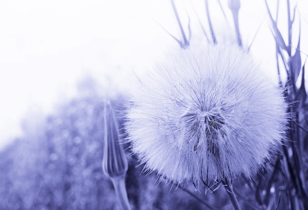 Natural background. large dandelion in the meadow, close-up. soft, delicate colors, copy space.