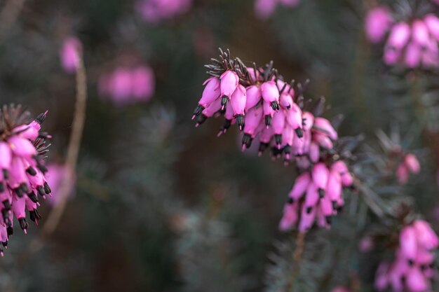 緑のマクロ写真の中で自然な背景のピンクの花