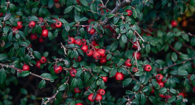 Natural background red berries among the foliage in the forest on a bush