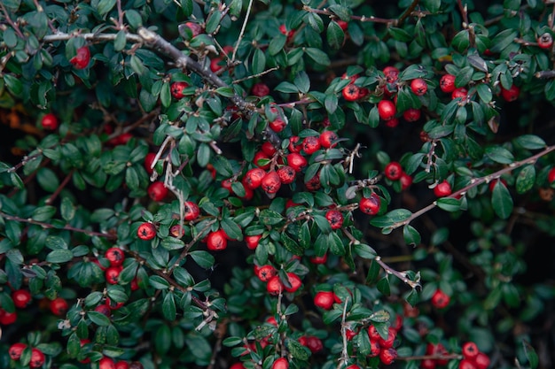 Natural background red berries among the foliage in the forest on a bush