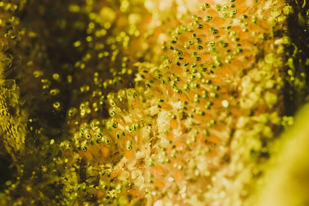 Natural background of a shoal of fish