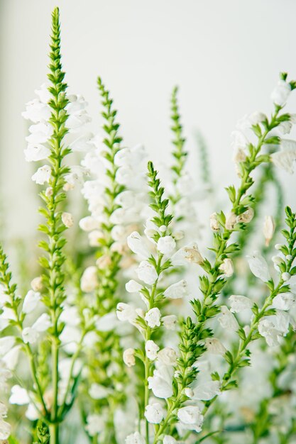 자연 배경 흰색 배경에 작은 흰색 꽃