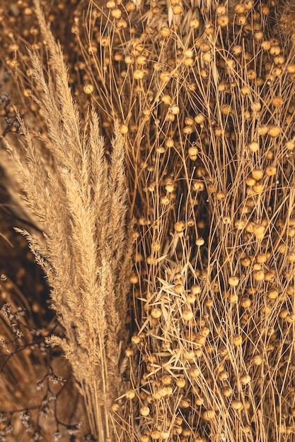 野原の植物の乾燥した葦とドライフラワーの自然な背景