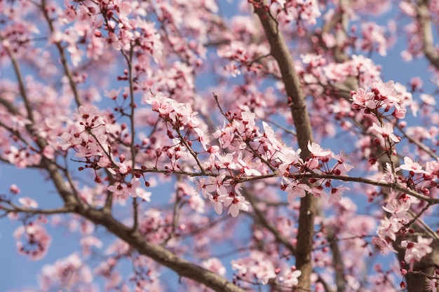 Natural background with flowering branches