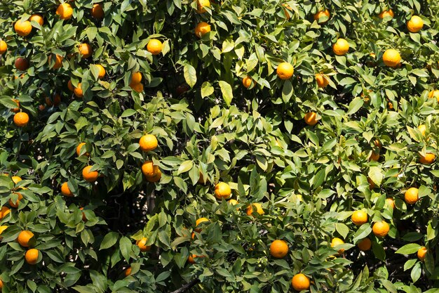 Естественный фон с зелеными листьями и апельсины