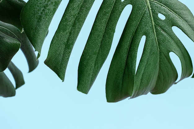 Free photo natural background with tropical monstera leaf close up.