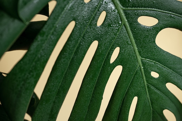 Free photo natural background with tropical monstera leaf close up.