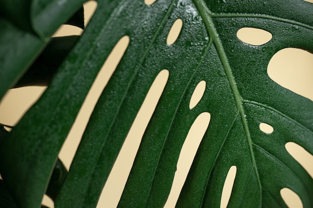 Sfondo naturale con foglia di monstera tropicale da vicino.