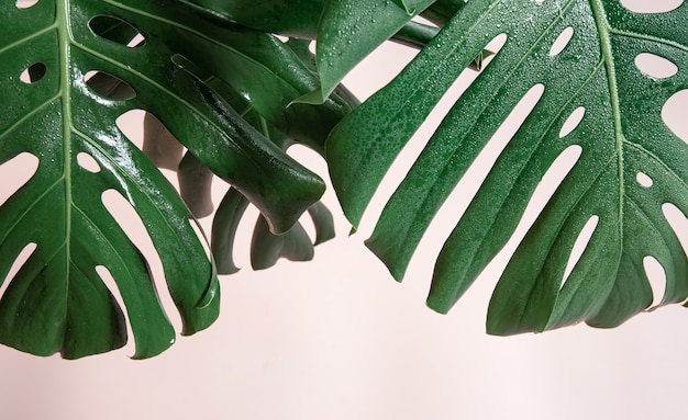 Foto gratuita sfondo naturale con foglie di monstera tropicale su sfondo rosa.