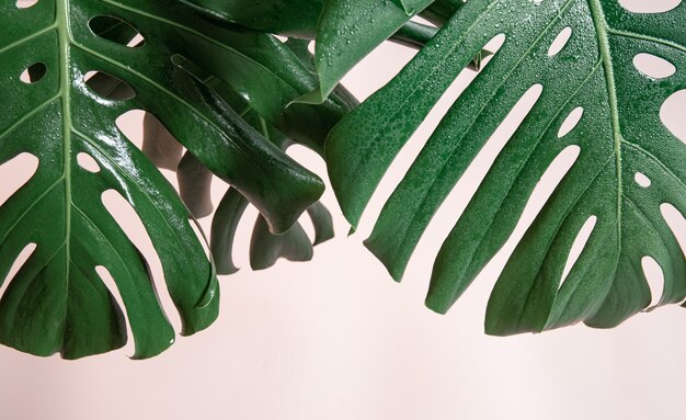 Natural background with tropical monstera leaves on pink background.