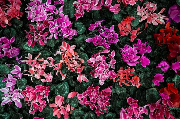 시클라멘이 많은 자연의 아름다운 배경. 천연 식물 배경의 개념입니다. 화분에 담긴 시클라멘, 형형색색의 큰 꽃들.