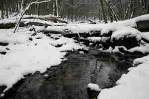 Foto gratuita bellissimo paesaggio naturale con fiume