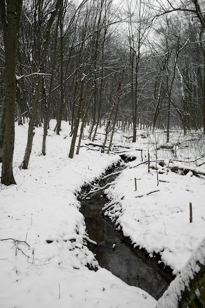 無料写真 小川のある自然の美しい風景