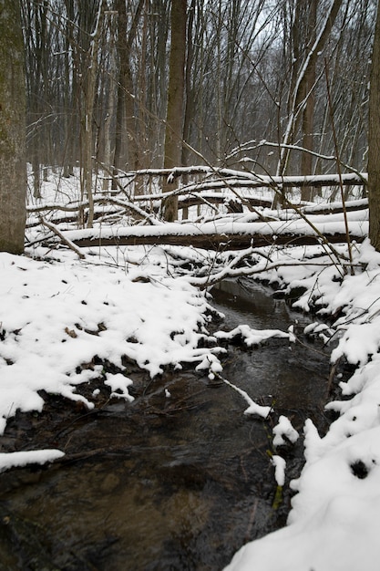 Free photo natural beautiful landscape with small stream