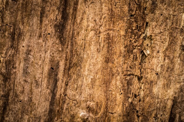 自然の美しい古い木材のテクスチャ、クローズアップ