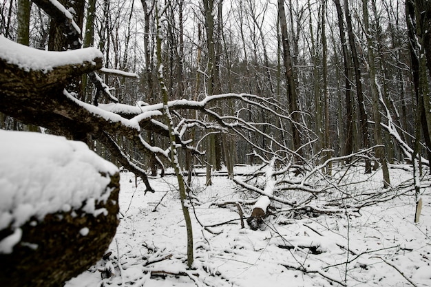 Natural beautiful winter landscape