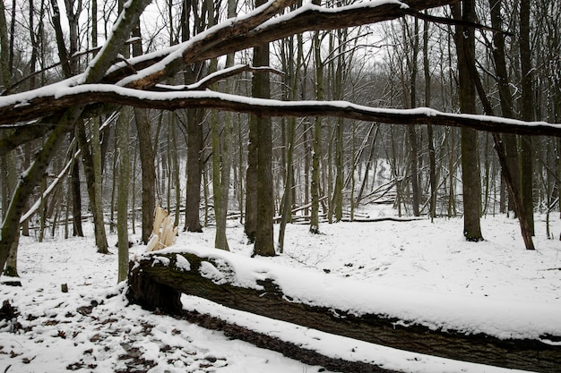 Bellissimo paesaggio invernale naturale