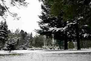 Foto gratuita bellissimo paesaggio invernale naturale