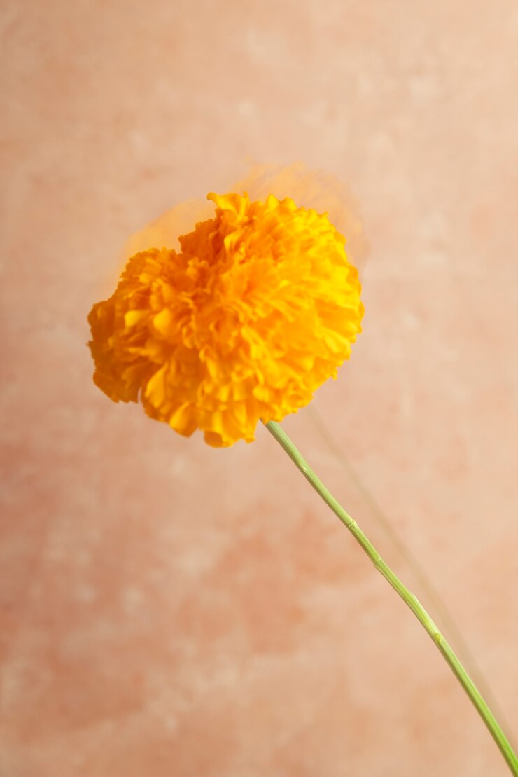無料Photo ぼかし効果のある自然の花