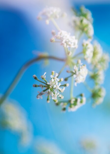 ぼかし効果のある自然の花