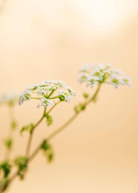 Foto gratuita fiore naturale con effetto sfocato