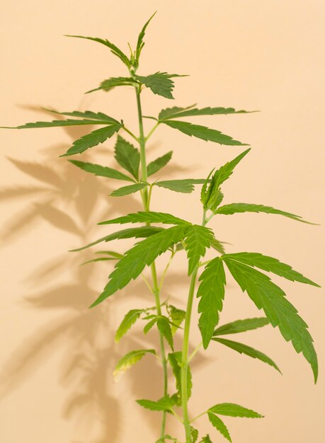 自然な大麻植物の配置