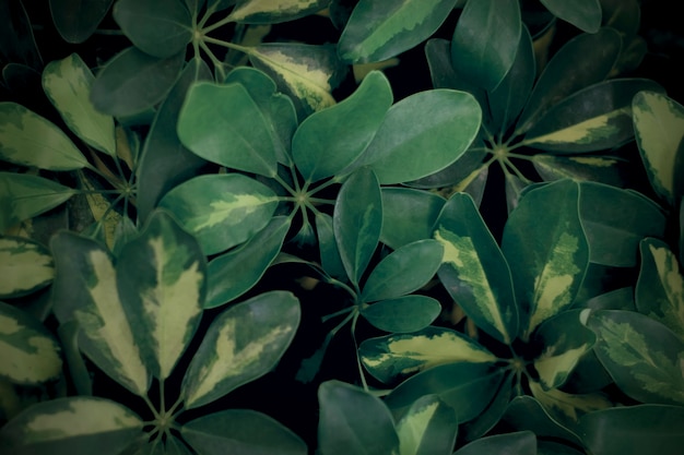 Natural dark green leaves of plants. soft focus.