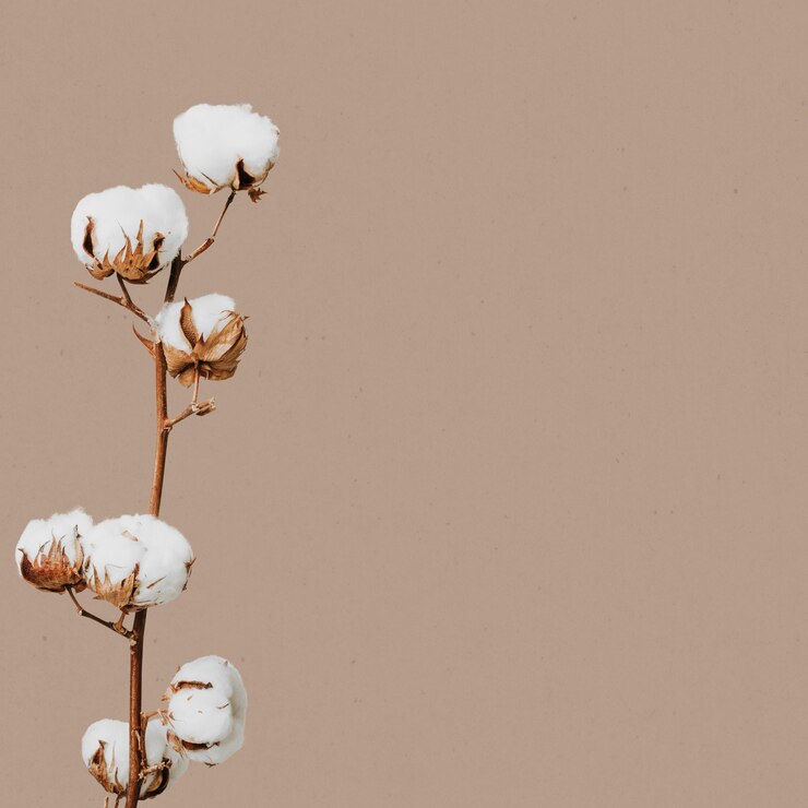 Free Photo natural dried flower floral
