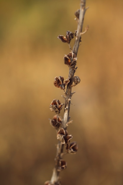 Defocused 배경으로 자연 말린 된 잎