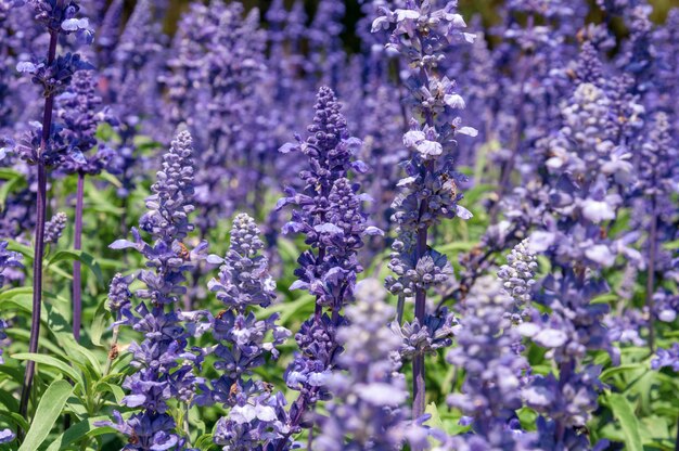 自然の花の背景 夏の日の真ん中に日光の下で庭に咲く紫色の花の素晴らしい自然の景色 庭紫のブルーサルビア プレミアム写真 自然の花の背景 夏の日の真ん中に日光の下で庭に咲く紫色の花の素晴らしい自然の景色 庭紫のブルーサルビア プレミアム写真