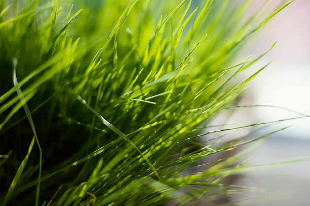 Natural grass close up