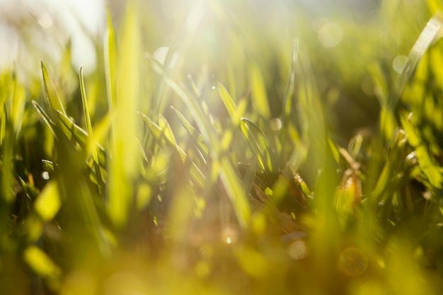 Natural grass close up