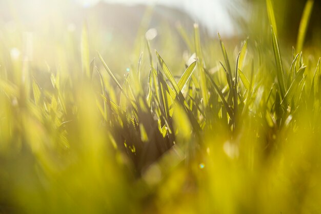 Natural grass close up