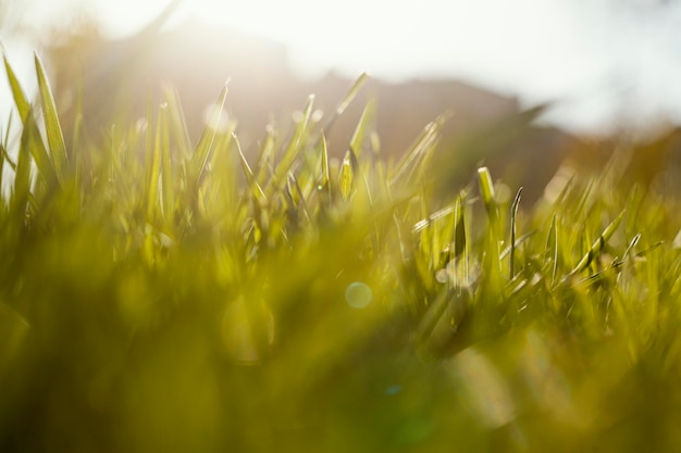 Бесплатное фото Естественная трава крупным планом