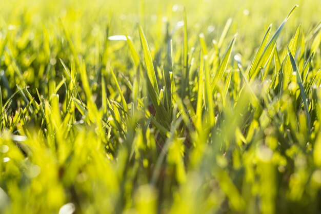 Natural grass close up