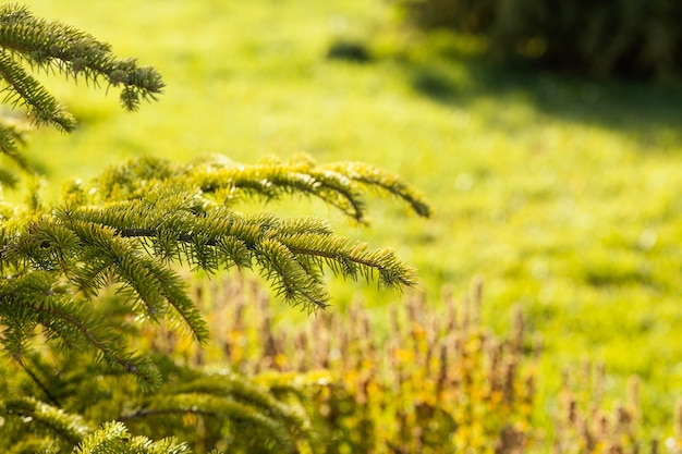 Free photo natural grass close up