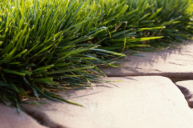 Do grass clippings attract pests