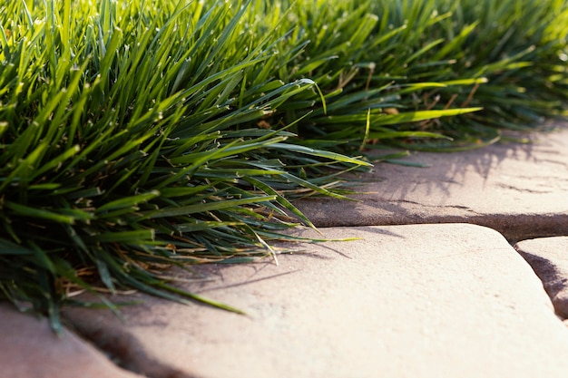 Natural grass close up