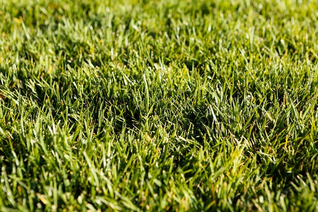 Natural grass close up