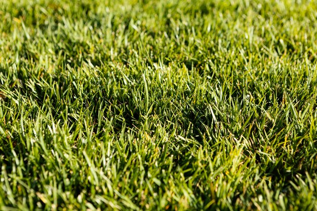 Natural grass close up