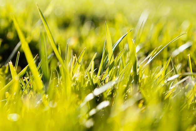 Естественная трава крупным планом