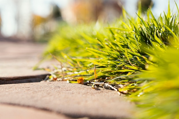 Free photo natural grass close up