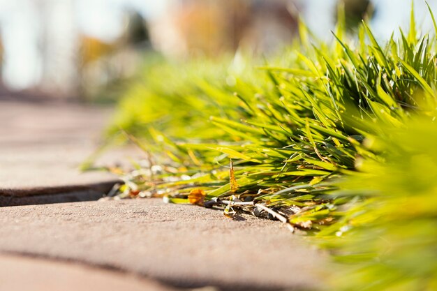 Natural grass close up