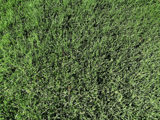 Free photo natural grass texture background